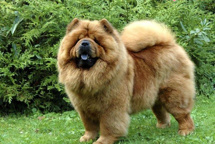 khuôn măt chó chow chow lúc nào cũng nhăn nheo