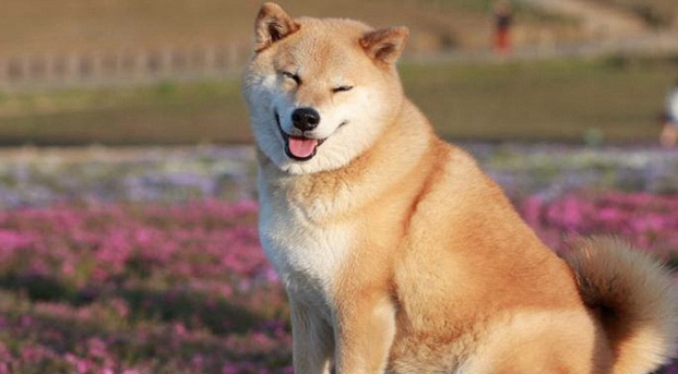 Tất tần tật về Giống Chó Shiba. Chó Shiba là gì? Tại sao chó Shiba lại được  ưa chuộng đến vậy?