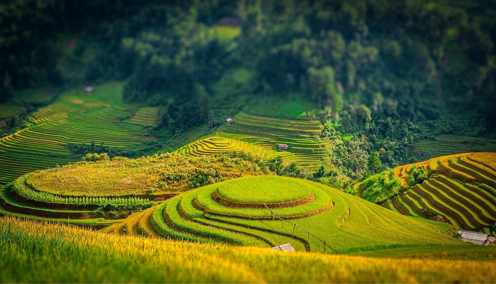Káº¿t quáº£ hÃ¬nh áº£nh cho ChiÃªm ngÆ°á»¡ng ruá»ng báº­c thang mÃ¹a lÃºa chÃ­n