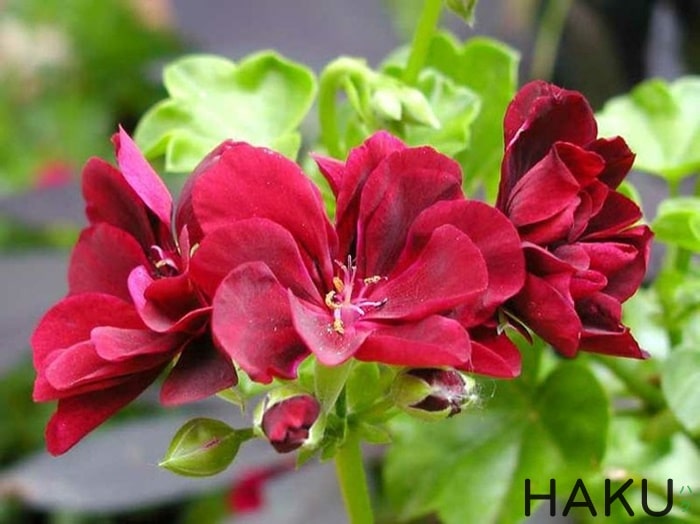 hinh anh hoa phong lu thao
