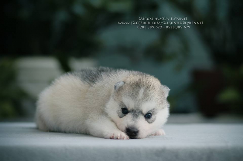 Saigon Husky Kennel