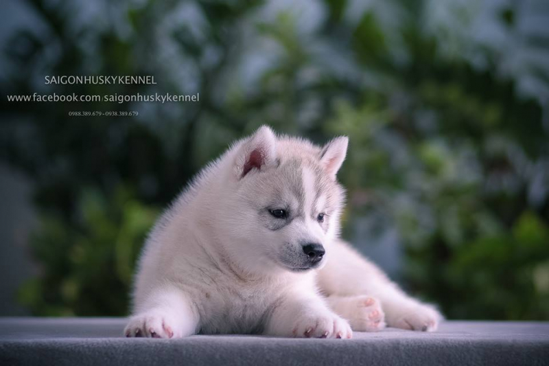 Saigon Husky Kennel