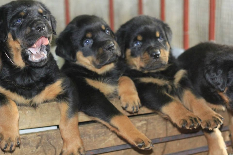 Giống chó rottweiler