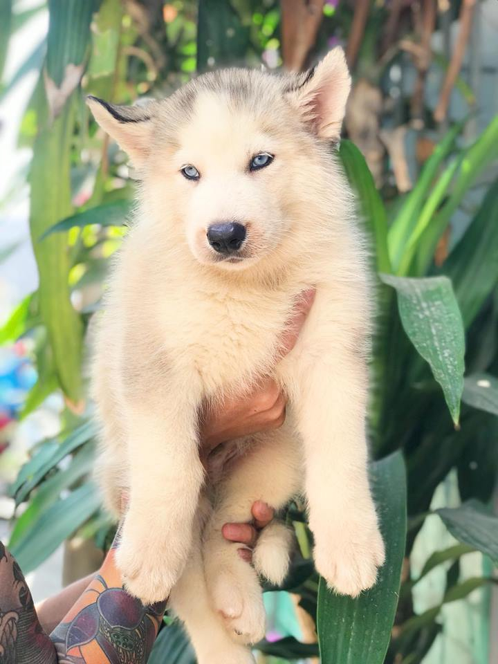 Trại chó Lê Trung