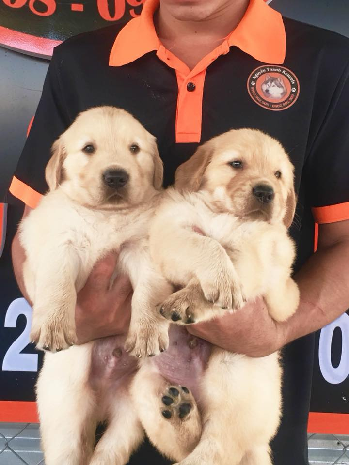 Trại Chó Nguyễn Thành (NGUYỄN THÀNH KENNELS )