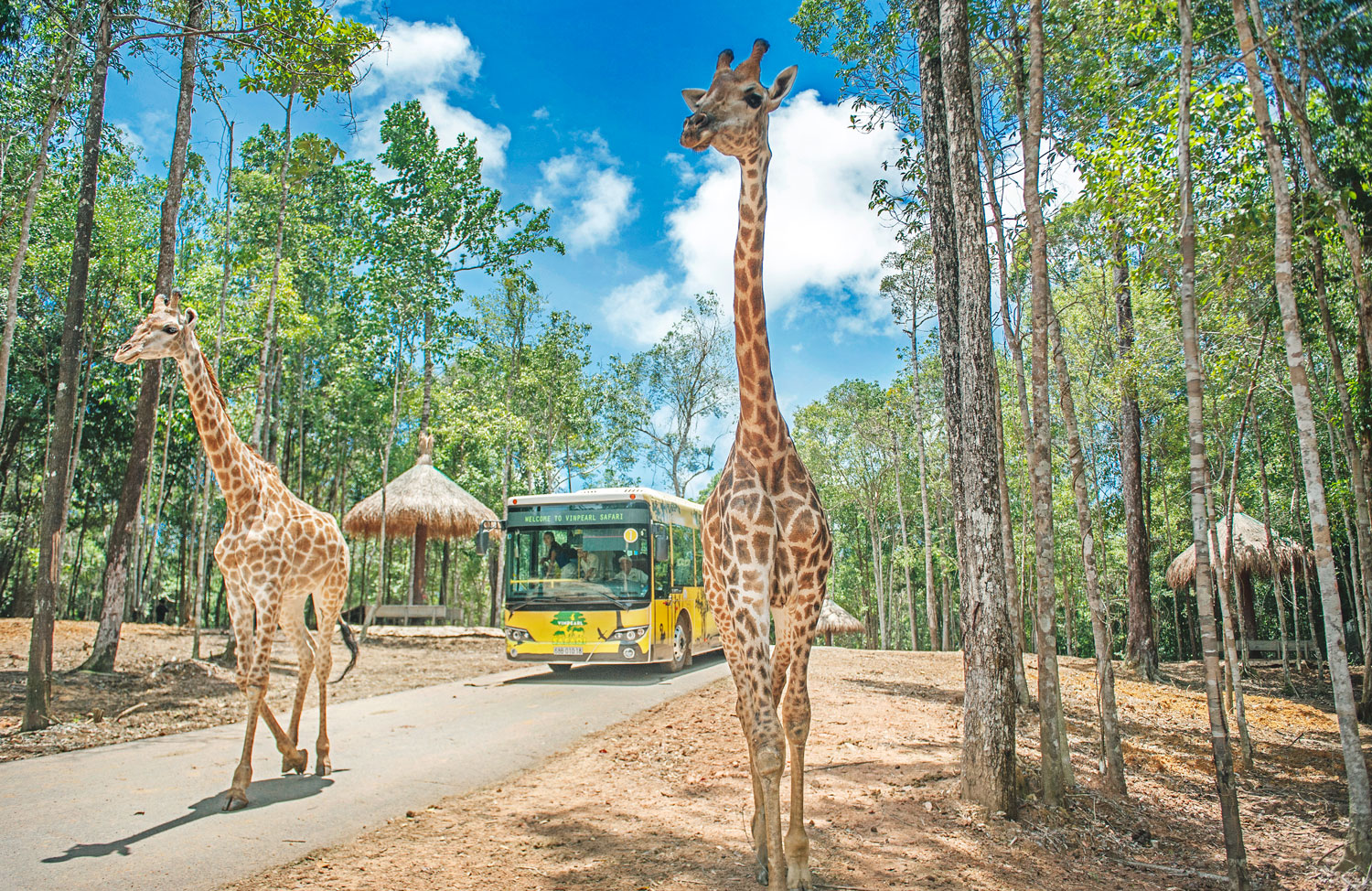 Du khách tham quan Vinpearl Safari Phú Quốc 