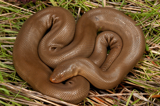 10 loai bo sat ky la nhat the gioi hinh anh 5 Trăn Rubber Boa hoạt động trong một môi trường rộng lớn bao gồm tỉnh British Columbia của Canada. Loài trăn này có khả năng tự kiểm soát thân nhiệt rất tốt. Với biệt danh là “trăn hai đầu”, Rubber Boa sở hữu đuôi lớn được dùng như mồi nhử để phòng ngự. Đuôi của chúng còn có thể chịu những vết cắn trong quá trình vật lộn với lũ chuột. 