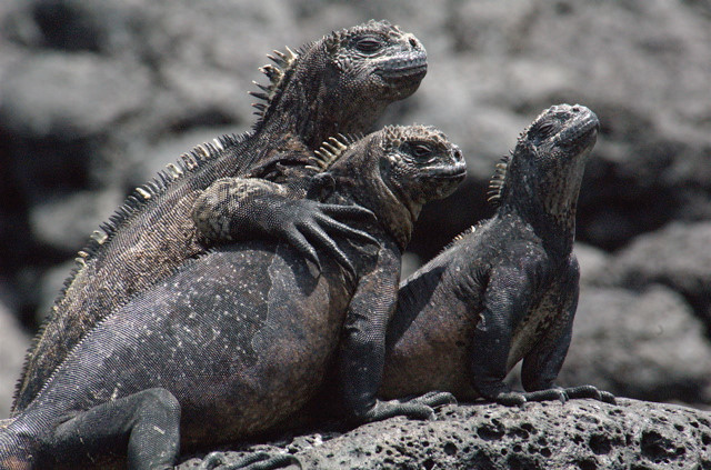 10 loai bo sat ky la nhat the gioi hinh anh 2 Rùa Iguana tại quần đảo Galapagos của Tây Ban Nha là một loài bò sát ăn rong biển. Màu sắc của chúng là sự pha trộn giữa nâu, hồng, xanh nhạt và xanh lá cây. Rùa Iguana thường dùng hàm răng sắc nhọn để “bào” những rong biển ở những mỏm đá. Với hình dáng xù xì, người ta gọi chúng là “quái vật xấu xí”. 
