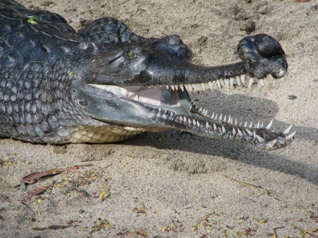 10 loai bo sat ky la nhat the gioi hinh anh 3 Cá sấu Ấn Độ hay cá sấu sông Hằng, tên khoa học là Gharial. Mặc dù cá sấu Gharial có chiều dài lên tới 6m, song chúng rất lành. Với miệng hẹp và nhiều răng, Gharial chỉ xơi tái những con cá mà không bén mảng đến những con mồi lớn hơn như nhiều loài cá sấu khác. Gharial đang đối mặt với nguy cơ tuyệt chủng cao bởi nó chỉ còn tồn tại ở phạm vi 2%  so với khu vực vốn là nơi cư ngụ của loài tại Nam Á.  
