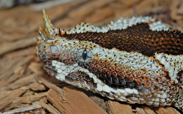 10 loai bo sat ky la nhat the gioi hinh anh 4 Rắn độc Viper là một trong số những kẻ săn mồi hiệu quả và đáng sợ nhất trên hành tinh. Thức ăn của chúng thường là những con mồi nhỏ, song nó cũng dễ dàng tấn công con người và gây nên hậu quả nghiêm trọng. Do sở hữu bộ da có màu sắc rực rỡ nên Viper trở thành một trong số những loài đẹp nhất trong họ hàng nhà rắn. Ngoài ra, bộ sừng trên đầu và đuôi nhện dị thường khiến rắn Viper trở nên hấp dẫn một cách kỳ lạ.  