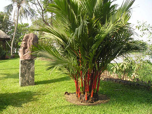 Cây phong thủy trước nhà - Cây Dừa cảnh