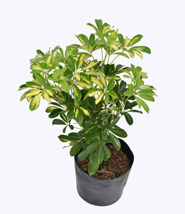Cây phong thủy trước nhà - Cây Ngũ Gia Bì