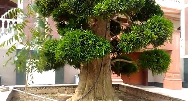 Cây phong thủy trước nhà - Cây Tùng
