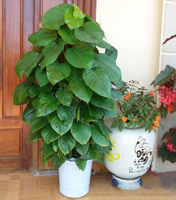 Cây phong thủy trước nhà - Cây Vạn Niên Thanh