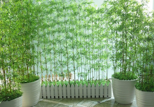 Cây phong thủy trước nhà - Cây Trúc Quân Tử