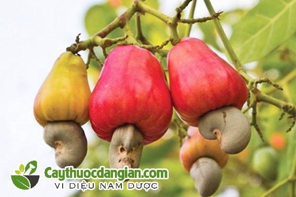 Cây hạt điều