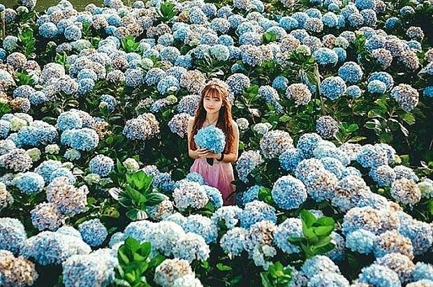 Thành phố nghìn hoa Đà Lạt ghi dấu với những cánh đồng hoa tuyệt đẹp. (Ảnh: Internet)