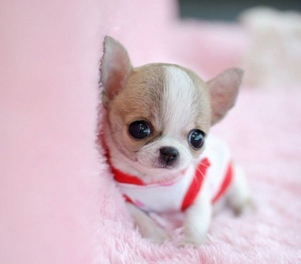 Teacup Chihuahua
