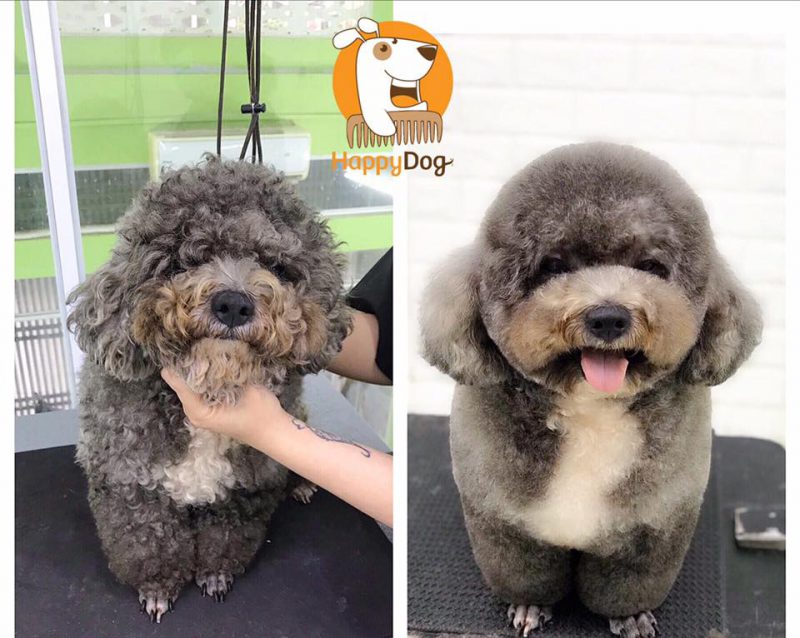 dịch vụ chăm sóc thú cưng Sài Gòn