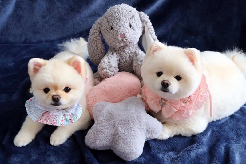 Sasaki Animal Hospital