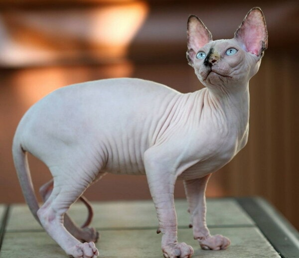 Giống mèo Sphynx đặc biệt