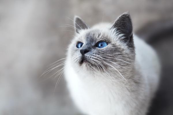 Chú mèo Munchkin chân ngắn đáng yêu