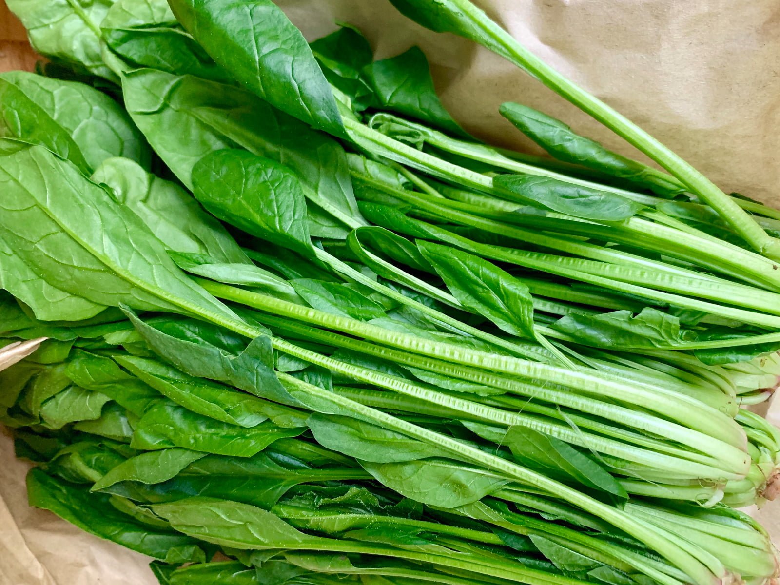 Chia sẻ bí quyết trồng cải bó xôi hiệu quả