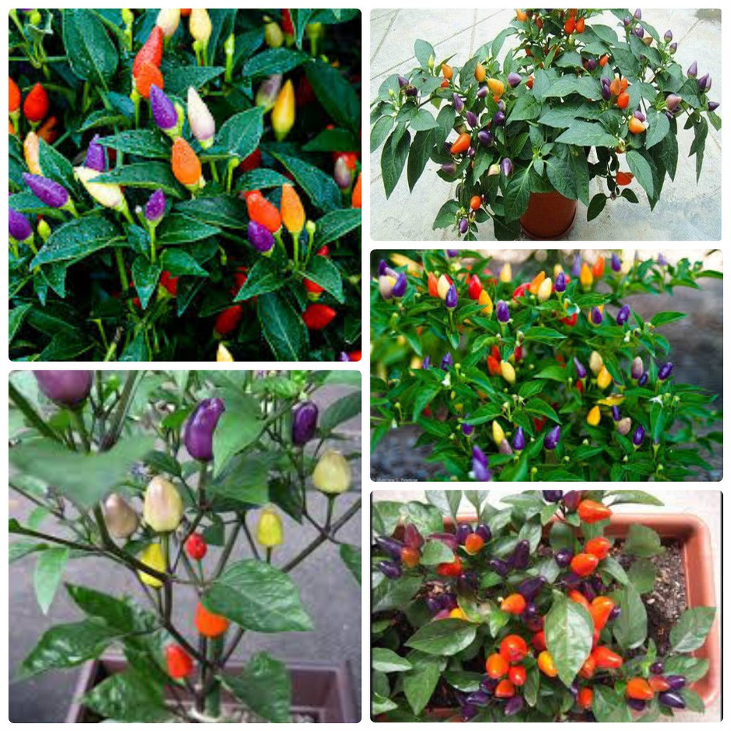 Hạt Giống Ớt Kiểng Ngũ Sắc 30 Hạt (Đức) | Shopee Việt Nam