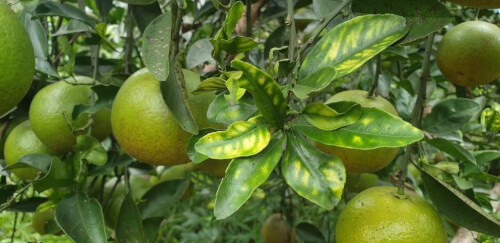 Bệnh greening trên vườn cam