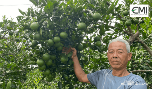 Vườn cam Nghĩa Đàn đạt năng suất 50 tấn/ha bên cạnh bệnh Greening