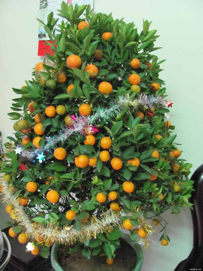 ý nghĩa của cây quất ngày tết-1
