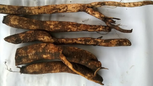 Uống củ gai nhiều có tốt không? 1
