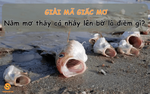 Nằm mơ thấy cá nhảy lên bờ là điềm gì? - Tonghop.vn  (1)