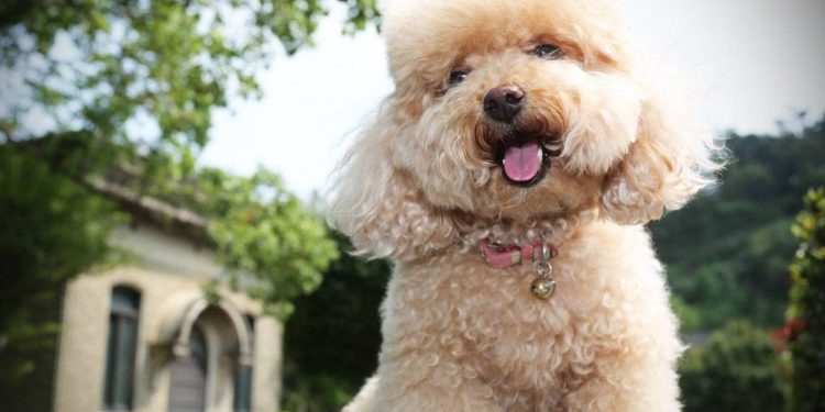 20180427150132_7156651_giong_cho_poodle
