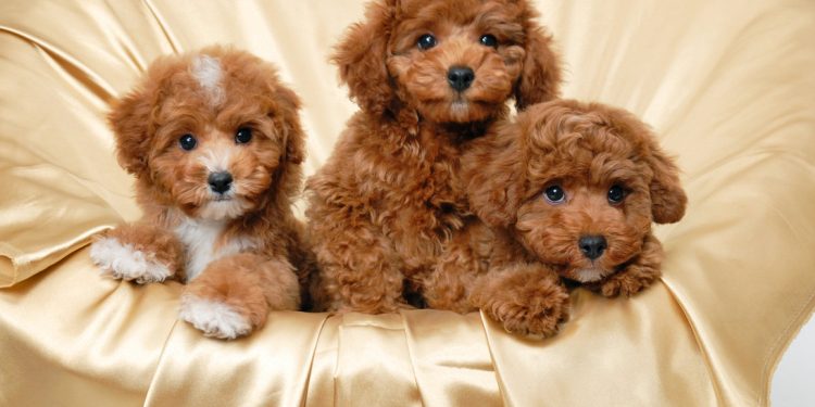20180502090812_2032545_poodle_puppies_breed