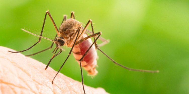 Cách Diệt Muỗi Trong Phòng Ngủ Trong Nhà đơn Giản Hiệu Quả Nhất