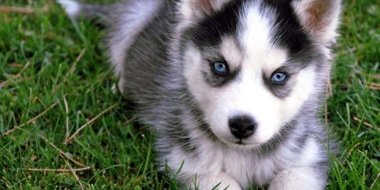 cho-husky-14919174497014789