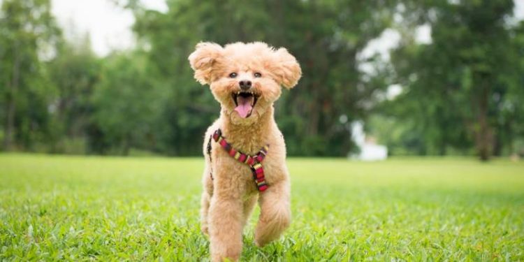cho-poodle-14912274417803230