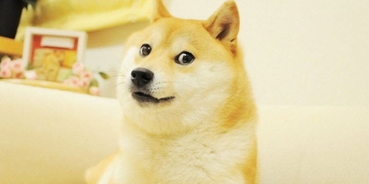 cho-shiba-3