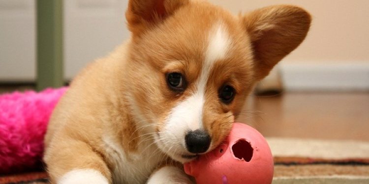 huong-dan-cach-nuoi-cho-corgi