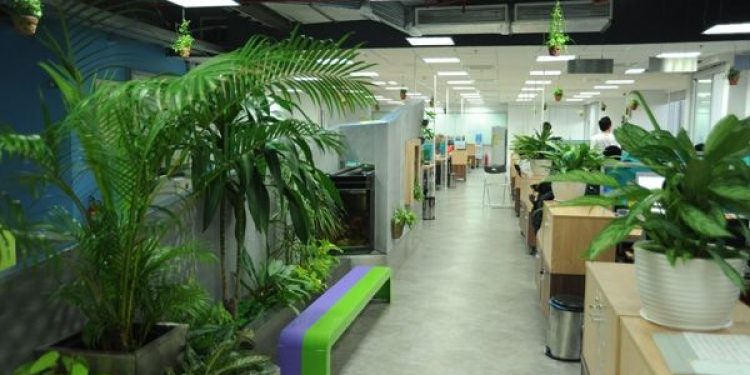 địa Chỉ Mua Cây Xanh Văn Phòng